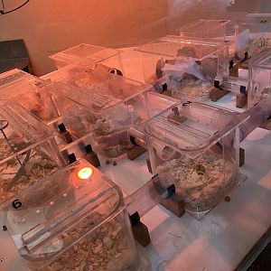 Naked Mole Rat Exhibit