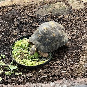 Radiated Tortoise