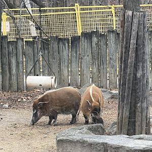Red River Hogs