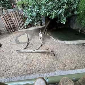 Pygmy Hippopotamus Exhibit
