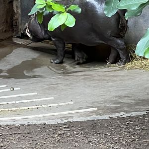 Pygmy Hippopotamus