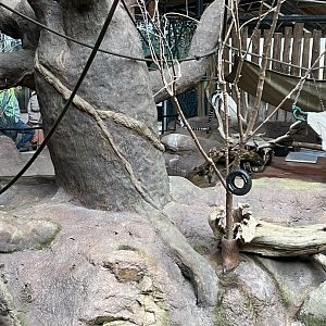 Aldabra Tortoise/Ring-Tailed Lemur/West African Crowned Crane Exhibit
