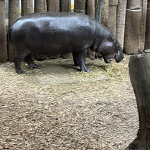 Pygmy Hippopotamus