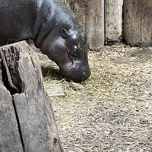 Pygmy Hippopotamus