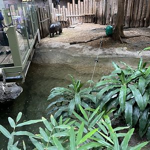Pygmy Hippopotamus Exhibit