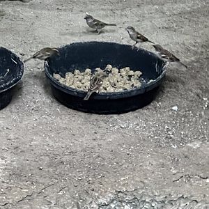 Sparrows in the African Pavilion