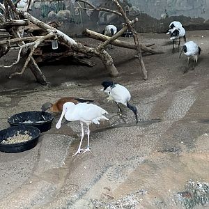 African Spoonbill, Sacred Ibis, and South African Shelduck