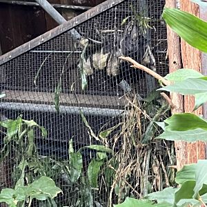 Straw-Colored Fruit Bats
