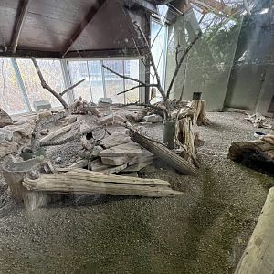 African Crested Porcupine/Meerkat Exhibit