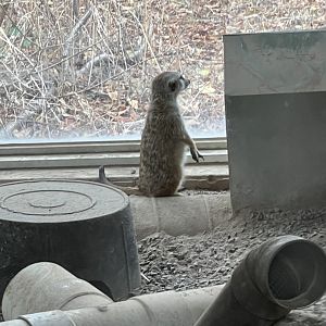 Meerkat