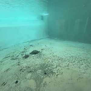 African Penguin Outdoor Exhibit