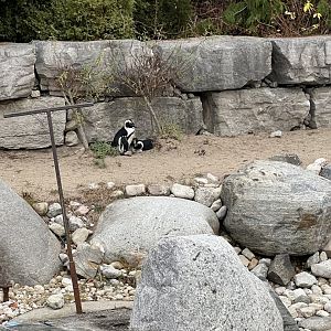 African Penguins