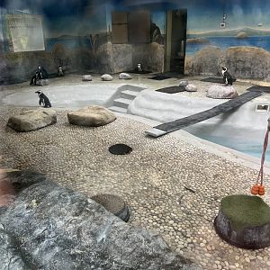 African Penguin Indoor Exhibit