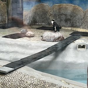 African Penguin Indoor Exhibit
