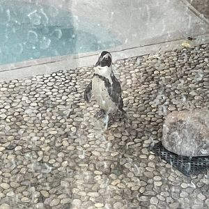 African Penguin