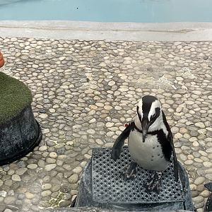 African Penguin