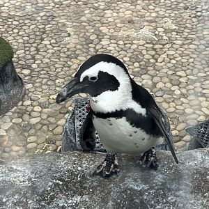 African Penguin