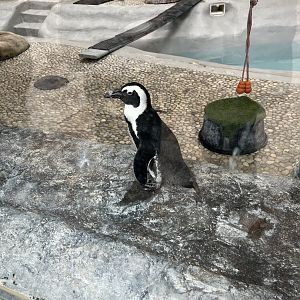 African Penguin