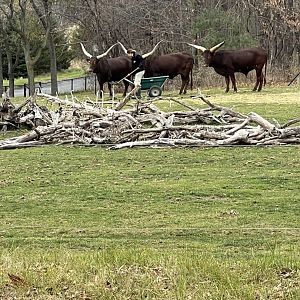 Ankole Cattle