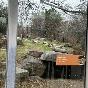 Spotted Hyena Exhibit