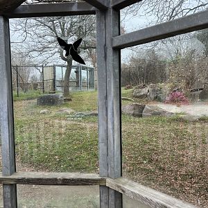 Spotted Hyena Exhibit