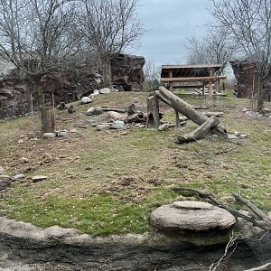 Olive Baboon Exhibit