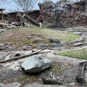 Olive Baboon Exhibit