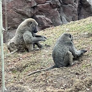 Olive Baboons