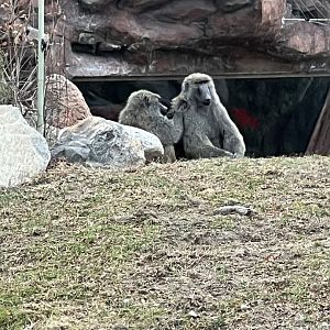 Olive Baboons
