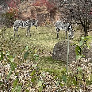 Grevy’s Zebras