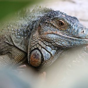 Green Iguana