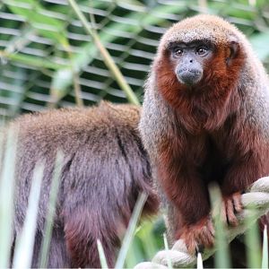 Coppery Titi Monkeys