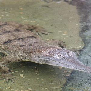 West African Slender Snouted Crocodile