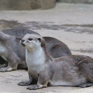 Smooth Coated Otters