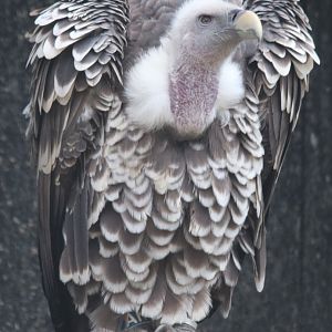 Ruppell's Griffon Vulture