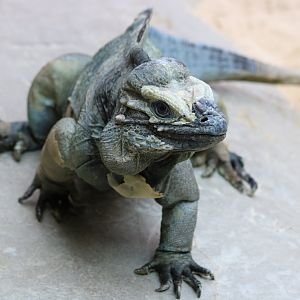 Rhinoceros Iguana Mid-Shed