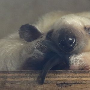Tamandua