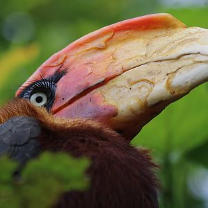 Southern Rufous Hornbill