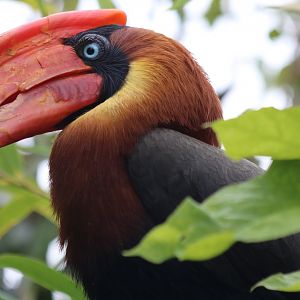 Northern Rufous Hornbill