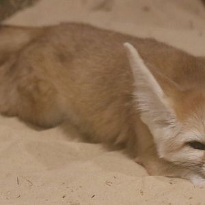 Fennec Fox Stretch