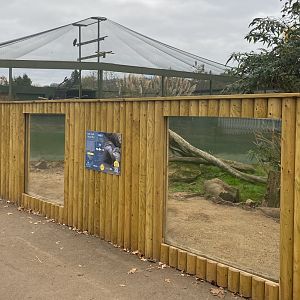 Asian short clawed otters, updated enclosure frontage, Beale Park, UK