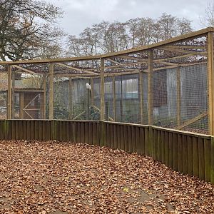 Snowy owl aviary, Beale Park, UK