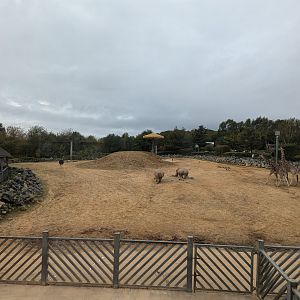 Kingdom of the Wild African Paddock