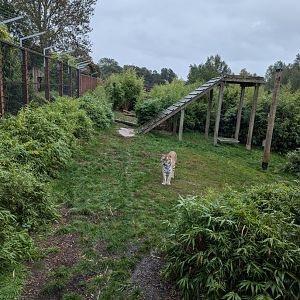 Siberian Tiger Enclosure