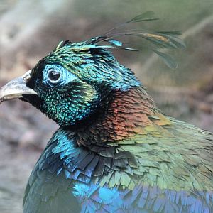 Himalayan monal -Zoo de Santillana del Mar (2024)