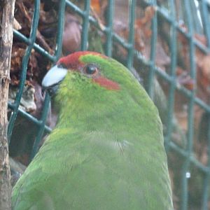 Red-fronted parakeet -Zoo de Santillana del Mar (2024)