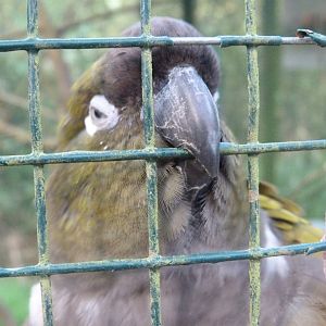 Burrowing parrot -Zoo de Santillana del Mar (2024)