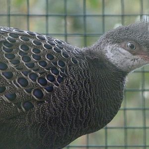 Grey peacock pheasant -Zoo de Santillana del Mar (2024)