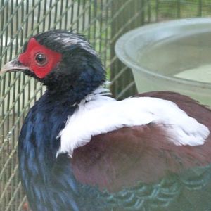 Swinhoe's pheasant -Zoo de Santillana del Mar (2024)