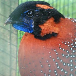 Satyr tragopan -Zoo de Santillana del Mar (2024)
